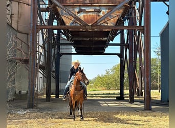 Draft Horse, Gelding, 5 years, 14,3 hh, Bay