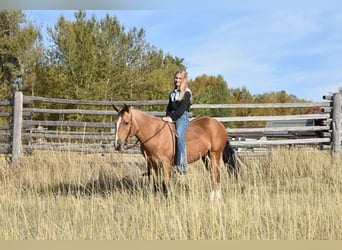 Draft Horse Mix, Gelding, 5 years, 14 hh, Buckskin