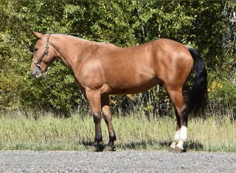 Draft Horse Mix, Gelding, 5 years, 14 hh, Buckskin