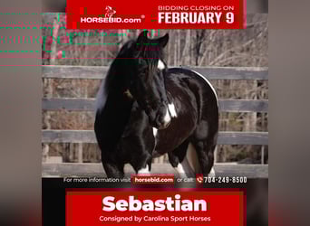 Draft Horse Mix, Gelding, 5 years, 14,1 hh, Pinto