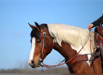 Draft Horse Mix, Gelding, 5 years, 14,1 hh, Pinto
