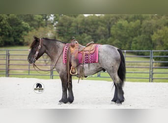 Draft Horse Mix, Gelding, 5 years, 14,1 hh, Roan-Blue