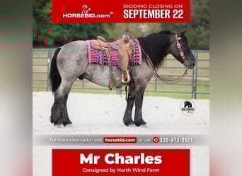 Draft Horse Mix, Gelding, 5 years, 14,1 hh, Roan-Blue