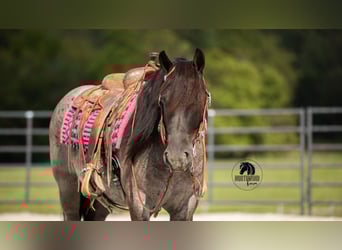 Draft Horse Mix, Gelding, 5 years, 14,1 hh, Roan-Blue
