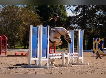 Draft Horse Mix, Gelding, 5 years, 14,2 hh, Pinto