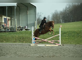 Draft Horse Mix, Gelding, 5 years, 14,2 hh, Sorrel