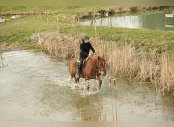 Draft Horse Mix, Gelding, 5 years, 14,2 hh, Sorrel