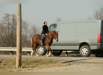 Draft Horse Mix, Gelding, 5 years, 14,2 hh, Sorrel