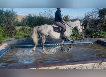 Draft Horse, Gelding, 5 years, 15.1 hh, Grey-Dapple