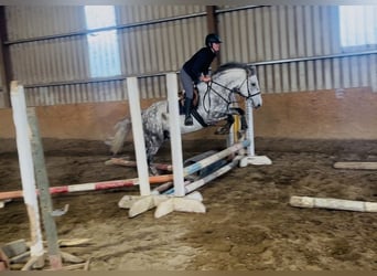 Draft Horse, Gelding, 5 years, 15.1 hh, Grey-Dapple