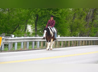 Draft Horse Mix, Gelding, 5 years, 15,1 hh, Pinto