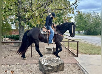 Draft Horse, Gelding, 5 years, 15.2 hh, Black