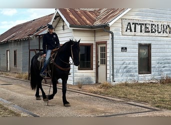 Draft Horse, Gelding, 5 years, 15.2 hh, Black