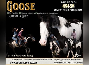 Draft Horse Mix, Gelding, 5 years, 15.2 hh, Black