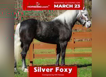 Draft Horse Mix, Gelding, 5 years, 15.2 hh, Grey