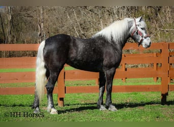 Draft Horse Mix, Gelding, 5 years, 15.2 hh, Grey