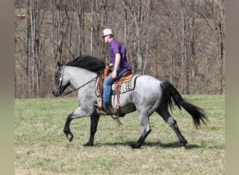 Draft Horse, Gelding, 5 years, 15.2 hh, Roan-Blue