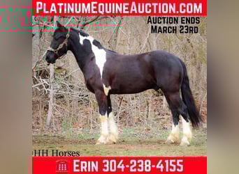 Draft Horse, Gelding, 5 years, 15.2 hh, Tobiano-all-colors