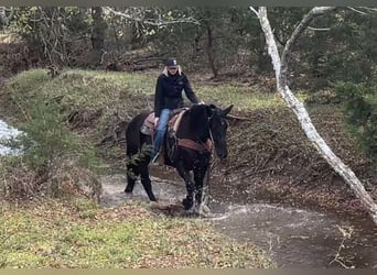 Draft Horse, Gelding, 5 years, 15.3 hh, Black