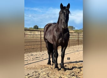Draft Horse, Gelding, 5 years, 15.3 hh, Black