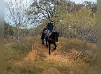 Draft Horse, Gelding, 5 years, 15.3 hh, Black