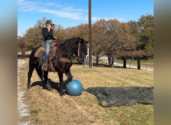 Draft Horse, Gelding, 5 years, 15.3 hh, Black