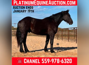 Draft Horse, Gelding, 5 years, 15.3 hh, Black