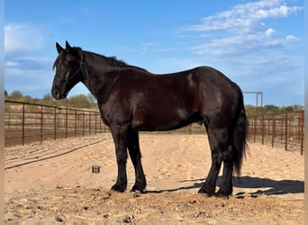 Draft Horse, Gelding, 5 years, 15.3 hh, Black