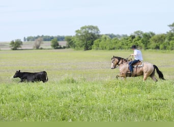 Draft Horse Mix, Gelding, 5 years, 15.3 hh, Buckskin