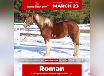 Draft Horse Mix, Gelding, 5 years, 15.3 hh, Pinto