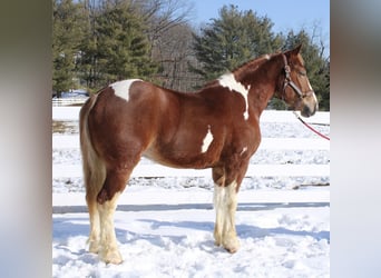 Draft Horse Mix, Gelding, 5 years, 15.3 hh, Pinto