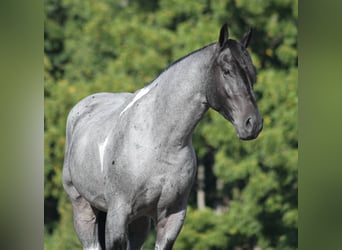 Draft Horse, Gelding, 5 years, 15.3 hh, Roan-Blue