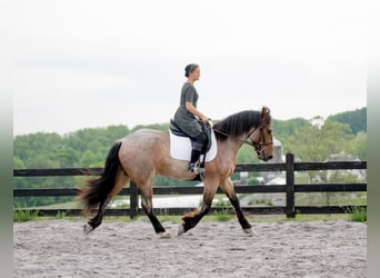 Draft Horse Mix, Gelding, 5 years, 15.3 hh, Roan-Red