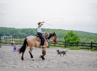 Draft Horse Mix, Gelding, 5 years, 15.3 hh, Roan-Red