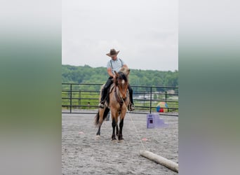 Draft Horse Mix, Gelding, 5 years, 15.3 hh, Roan-Red