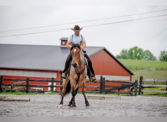 Draft Horse Mix, Gelding, 5 years, 15.3 hh, Roan-Red