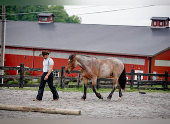 Draft Horse Mix, Gelding, 5 years, 15.3 hh, Roan-Red