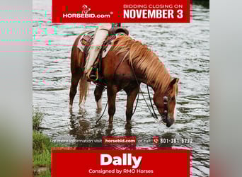 Draft Horse Mix, Gelding, 5 years, 15.3 hh, Sorrel