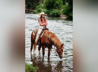 Draft Horse Mix, Gelding, 5 years, 15.3 hh, Sorrel