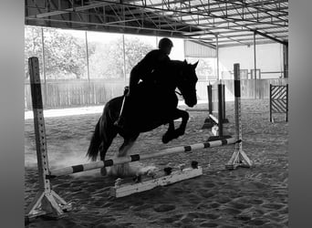 Draft Horse, Gelding, 5 years, 15 hh, Black