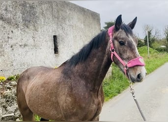 Draft Horse, Gelding, 5 years, 15 hh, Gray-Red-Tan