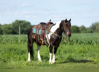 Draft Horse Mix, Gelding, 5 years, 15 hh, Pinto