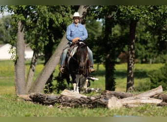 Draft Horse Mix, Gelding, 5 years, 15 hh, Pinto