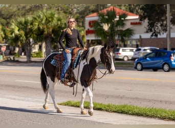 Draft Horse Mix, Gelding, 5 years, 15 hh, Pinto