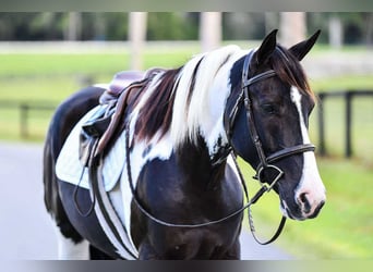 Draft Horse Mix, Gelding, 5 years, 15 hh, Pinto