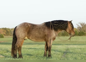 Draft Horse Mix, Gelding, 5 years, 15 hh, Roan-Bay