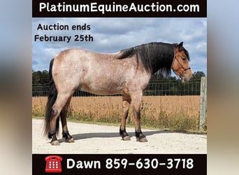 Draft Horse, Gelding, 5 years, 15 hh, Roan-Bay