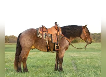 Draft Horse, Gelding, 5 years, 15 hh, Roan-Bay