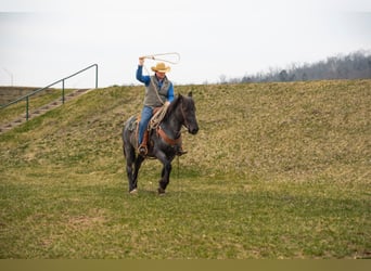 Draft Horse, Gelding, 5 years, 15 hh, Roan-Blue
