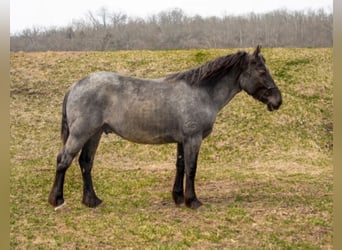 Draft Horse, Gelding, 5 years, 15 hh, Roan-Blue